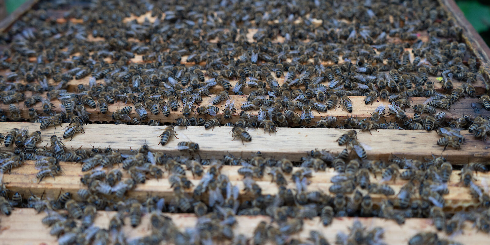 Unsere kleinsten Mitarbeitenden - die Bienen der Maintal Werke