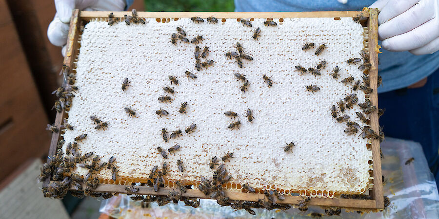 Patrick Huhn hält einen Rahmen mit Waben in die Kamera, auf der Bienen herumkrabbeln